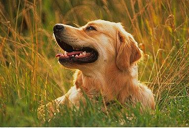 另类弹幕肉鸽游戏《13秒》上架Steam 练习左右互搏术