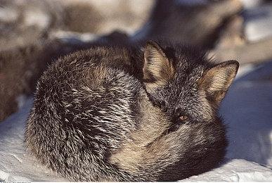 《神秘海域：盗贼传奇合辑》上架Steam 自带简中